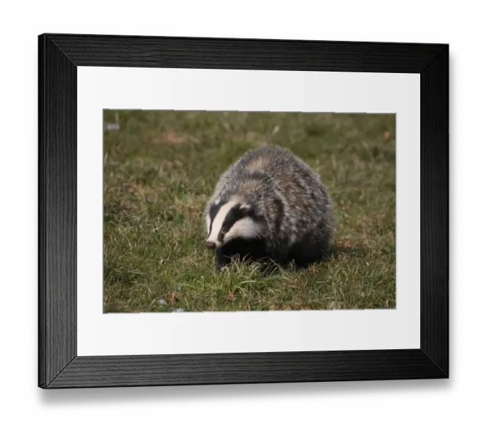 Framed Print : Badger -Meles meles- foraging in a meadow, Allgaeu, Bavaria, Germany, Europe Framed Print : Badger -Meles meles- foraging in a meadow, Allgaeu, Bavaria, Germany, Europe