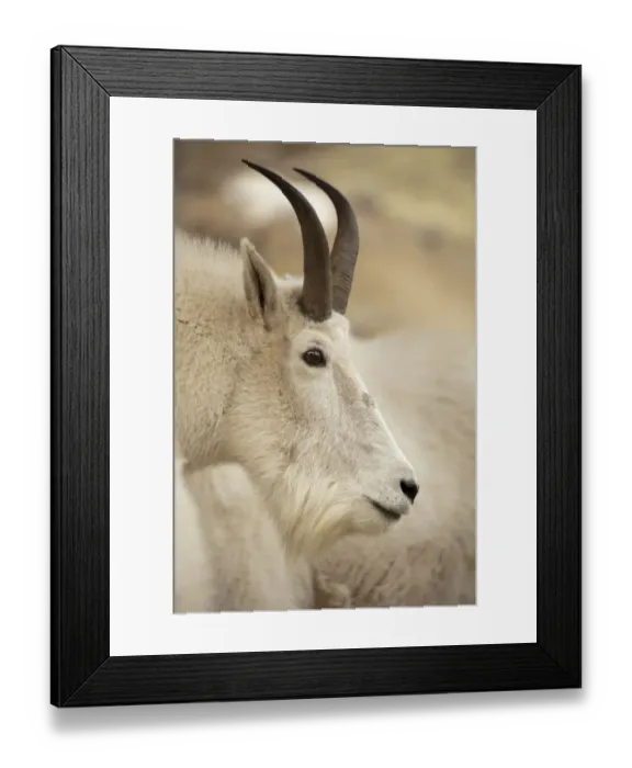 Framed Print : Mountain goat -Oreamnos americanus-, Yukon Territory, Canada Framed Print : Mountain goat -Oreamnos americanus-, Yukon Territory, Canada