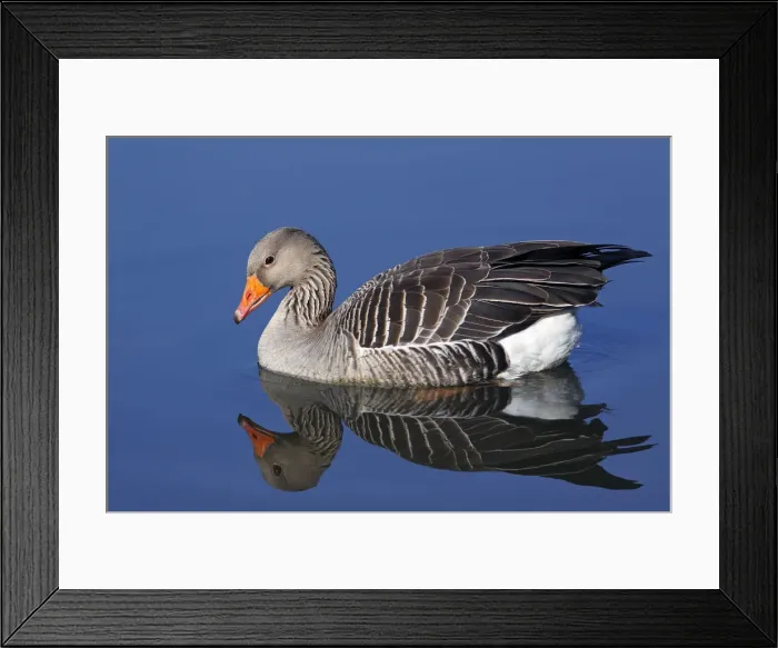 Framed Print : Floating Greylag Goose -Anser anser- with reflection in water Framed Print : Floating Greylag Goose -Anser anser- with reflection in water