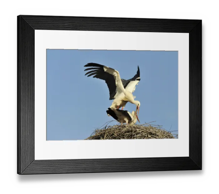 Framed Print : White storks -Ciconia ciconia-, mating Framed Print : White storks -Ciconia ciconia-, mating