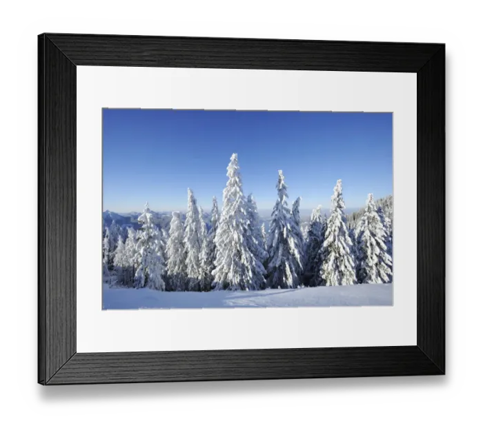 Framed Print : Snow-covered pines on Mt. Wallberg, Upper Bavaria, Bavaria, Germany, Europe Framed Print : Snow-covered pines on Mt. Wallberg, Upper Bavaria, Bavaria, Germany, Europe