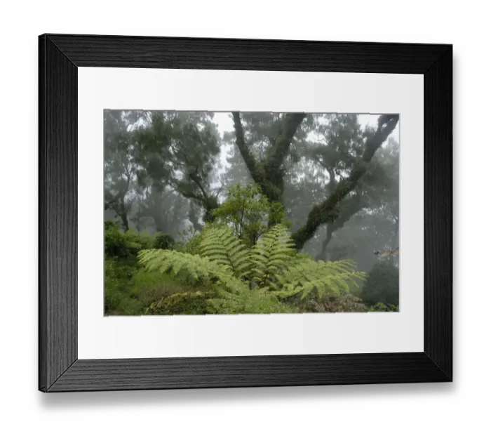 Framed Print : Jungle, cloud forest, fog, big ferns and ancient moss-covered trees moss in the forest, mountain Gunung Abang, Bali, Indonesia, Southeast Asia, Asia Framed Print : Jungle, cloud forest, fog, big ferns and ancient moss-covered trees moss in the forest, mountain Gunung Abang, Bali, Indonesia, Southeast Asia, Asia
