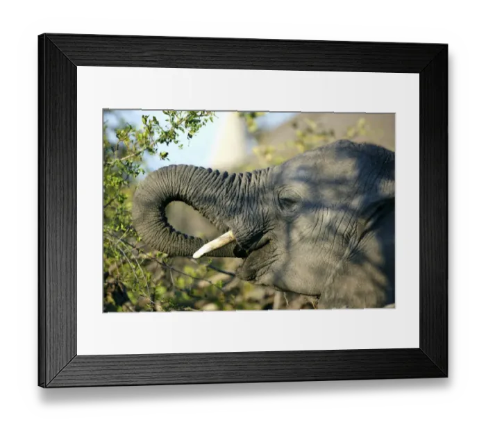 Framed Print : African elephant -Loxodonta africana-, Okavango Delta, Botswana, Africa Framed Print : African elephant -Loxodonta africana-, Okavango Delta, Botswana, Africa