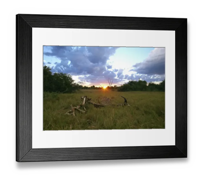Framed Print : Skeleton, African buffalo, affalo or cape buffalo -Syncerus caffer-, Okavango Delta, Botswana, Africa Framed Print : Skeleton, African buffalo, affalo or cape buffalo -Syncerus caffer-, Okavango Delta, Botswana, Africa