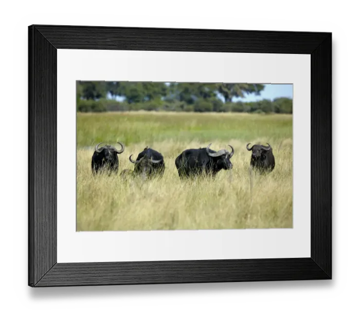 Framed Print : African buffalo, affalo or cape buffalo -Syncerus caffer-, Okavango Delta, Botswana, Africa Framed Print : African buffalo, affalo or cape buffalo -Syncerus caffer-, Okavango Delta, Botswana, Africa