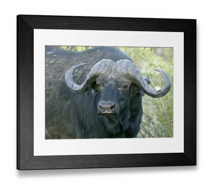 Framed Print : African buffalo, affalo or cape buffalo -Syncerus caffer-, Okavango Delta, Botswana, Africa Framed Print : African buffalo, affalo or cape buffalo -Syncerus caffer-, Okavango Delta, Botswana, Africa