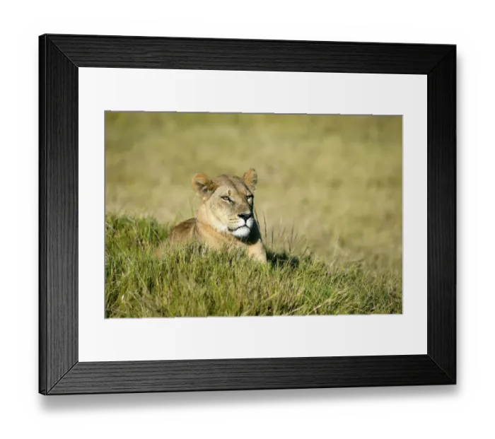 Framed Print : Lion -Panthera leo-, Okavango Delta, Botswana, Africa Framed Print : Lion -Panthera leo-, Okavango Delta, Botswana, Africa