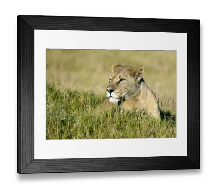 Framed Print : Lion -Panthera leo-, Okavango Delta, Botswana, Africa Framed Print : Lion -Panthera leo-, Okavango Delta, Botswana, Africa