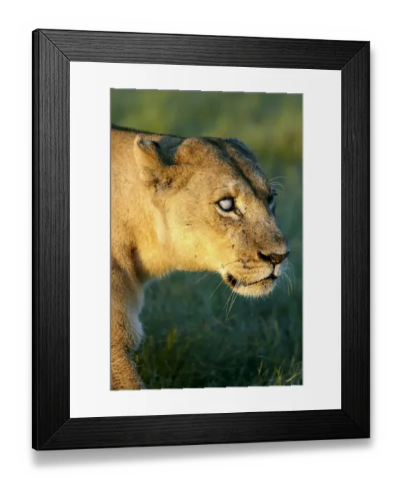 Framed Print : Lion -Panthera leo-, Okavango Delta, Botswana, Africa Framed Print : Lion -Panthera leo-, Okavango Delta, Botswana, Africa