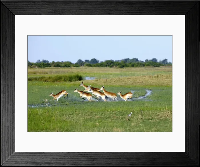 Framed Print : Lechwe or Southern Lechwe -Kobus leche-, Okavango Delta, Botswana, Africa Framed Print : Lechwe or Southern Lechwe -Kobus leche-, Okavango Delta, Botswana, Africa