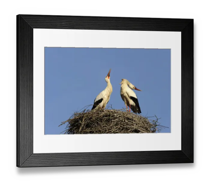 Framed Print : White storks -Ciconia ciconia-, welcoming at the nest