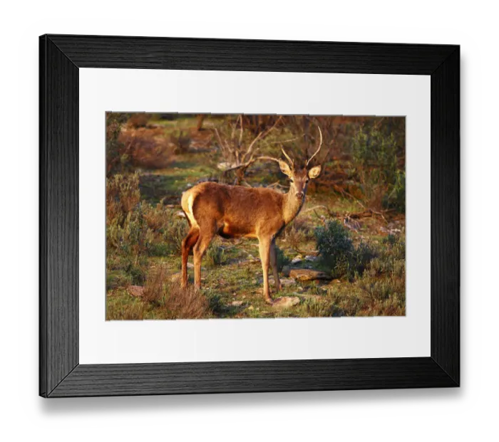 Framed Print : Red Deer -Cervus elaphus- with different horns, National Park Monfrague, Spain, Europe Framed Print : Red Deer -Cervus elaphus- with different horns, National Park Monfrague, Spain, Europe