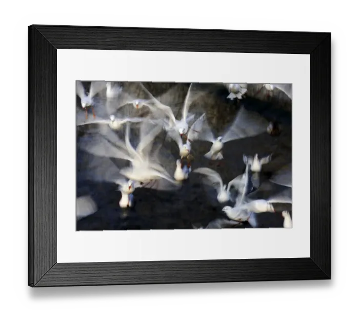 Framed Print : Flock of black-headed gulls -Larus ridibundus- Framed Print : Flock of black-headed gulls -Larus ridibundus-