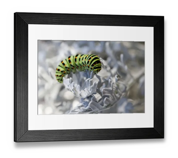 Framed Print : Old World Swallowtail -Papilio machaon-, caterpillar Framed Print : Old World Swallowtail -Papilio machaon-, caterpillar