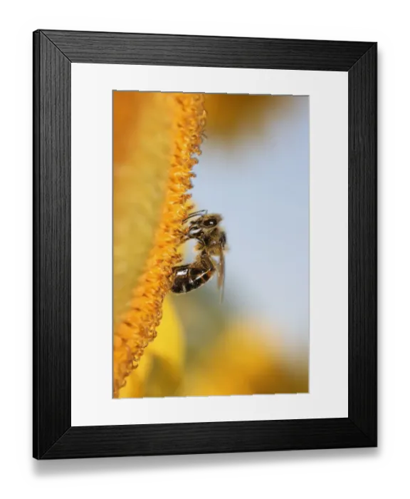 Framed Print : Bee -Apiformes- on a sunflower -Helantus-