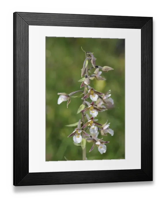 Framed Print : Marsh Helleborine -Epipactis palustris-, Mala Fatra National Park, Slovakia, Europe Framed Print : Marsh Helleborine -Epipactis palustris-, Mala Fatra National Park, Slovakia, Europe