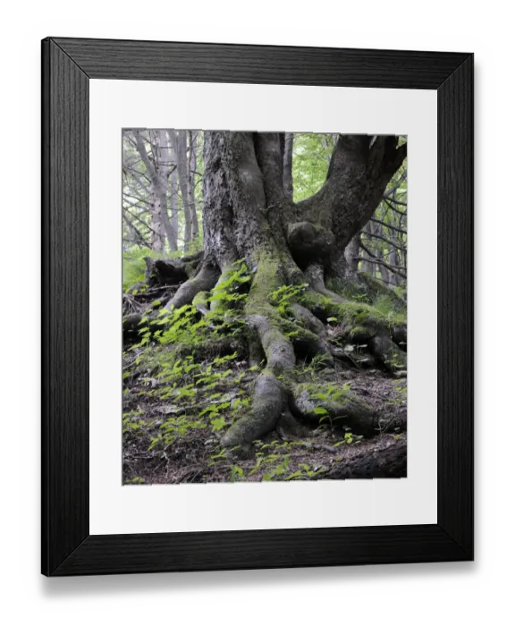 Framed Print : Roots of an old Beech -Fagus-, rockery, Tiesnavy, Mala Fatra National Park, Slovakia, Europe Framed Print : Roots of an old Beech -Fagus-, rockery, Tiesnavy, Mala Fatra National Park, Slovakia, Europe