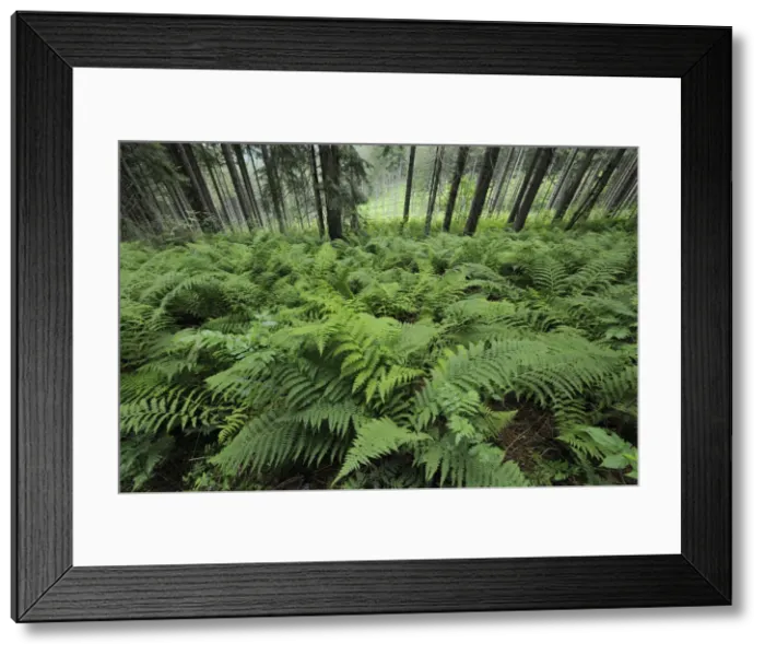 Framed Print : Fern, Mala Fatra National Park, Slovakia, Europe
