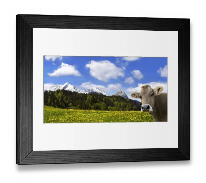 Framed Print : Cow on an Alpine meadow with Alpspitze Mountain and Zugspitze Mountain, Garmisch-Partenkirchen, Bavaria, Germany, Europe Framed Print : Cow on an Alpine meadow with Alpspitze Mountain and Zugspitze Mountain, Garmisch-Partenkirchen, Bavaria, Germany, Europe