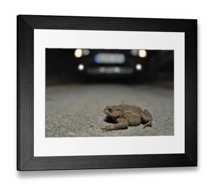 Framed Print : Toad migration, Common Toad -Bufo bufo- on the street in front of a car Framed Print : Toad migration, Common Toad -Bufo bufo- on the street in front of a car