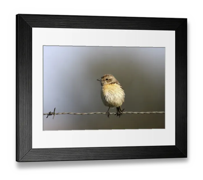 Framed Print : African Stonechat -Saxicola torquata-, female sitting on barbed wire fence, Exdremadura, Spain, Europe Framed Print : African Stonechat -Saxicola torquata-, female sitting on barbed wire fence, Exdremadura, Spain, Europe