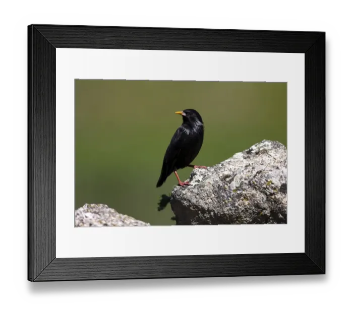 Framed Print : Spotless Starling -Sturnus unicolor- standing on a stone, Exdremadura, Spain, Europe