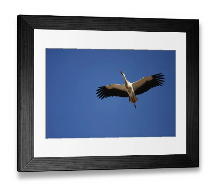 Framed Print : White Stork -Ciconia ciconia- in flight, Exdremadura, Spain, Europe Framed Print : White Stork -Ciconia ciconia- in flight, Exdremadura, Spain, Europe