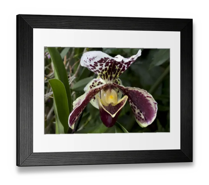 Framed Print : Ladys Slipper -Paphiopedilum sparsholt-, blossom, flower Framed Print : Ladys Slipper -Paphiopedilum sparsholt-, blossom, flower