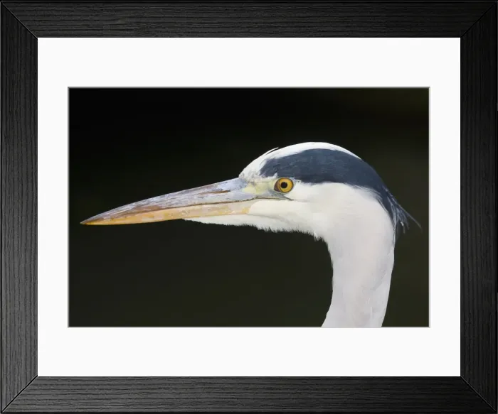 Framed Print : Grey Heron -Ardea cinerea-, portrait Framed Print : Grey Heron -Ardea cinerea-, portrait