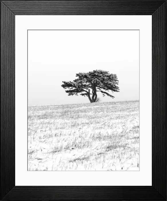 Framed Print : European Black Pine -Pinus nigra-, Triestingtal, Lower Austria, Austria, Europe Framed Print : European Black Pine -Pinus nigra-, Triestingtal, Lower Austria, Austria, Europe