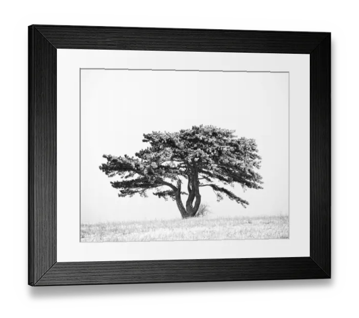 Framed Print : European Black Pine -Pinus nigra-, Triestingtal, Lower Austria, Austria, Europe Framed Print : European Black Pine -Pinus nigra-, Triestingtal, Lower Austria, Austria, Europe