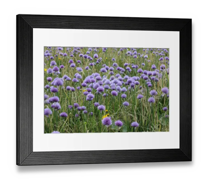 Framed Print : Chives -Allium schoenoprasum-, Mala Fatra National Park, Slovakia, Europe Framed Print : Chives -Allium schoenoprasum-, Mala Fatra National Park, Slovakia, Europe