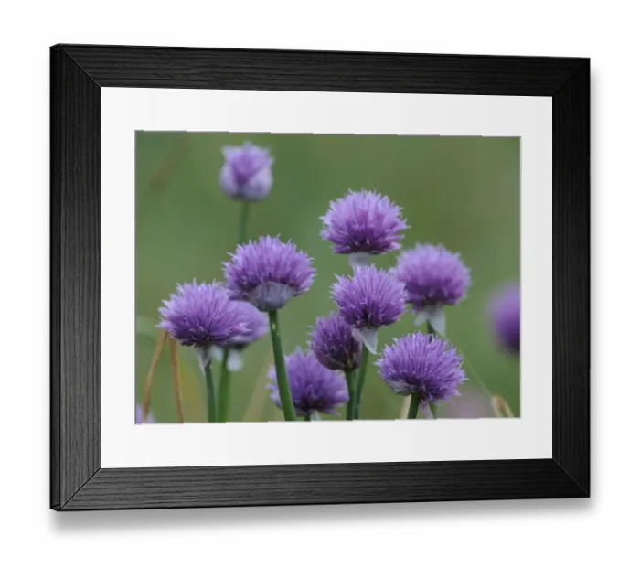 Framed Print : Wild chives -Allium schoenoprasum-, Mala Fatra National Park, Slovakia, Europe Framed Print : Wild chives -Allium schoenoprasum-, Mala Fatra National Park, Slovakia, Europe