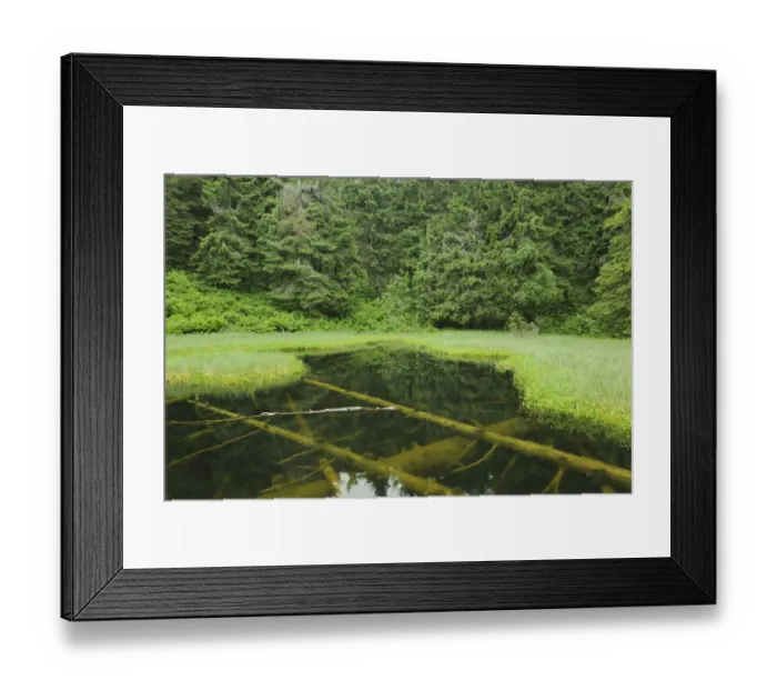 Framed Print : Marsh, Mala Fatra National Park, Slovakia, Europe Framed Print : Marsh, Mala Fatra National Park, Slovakia, Europe