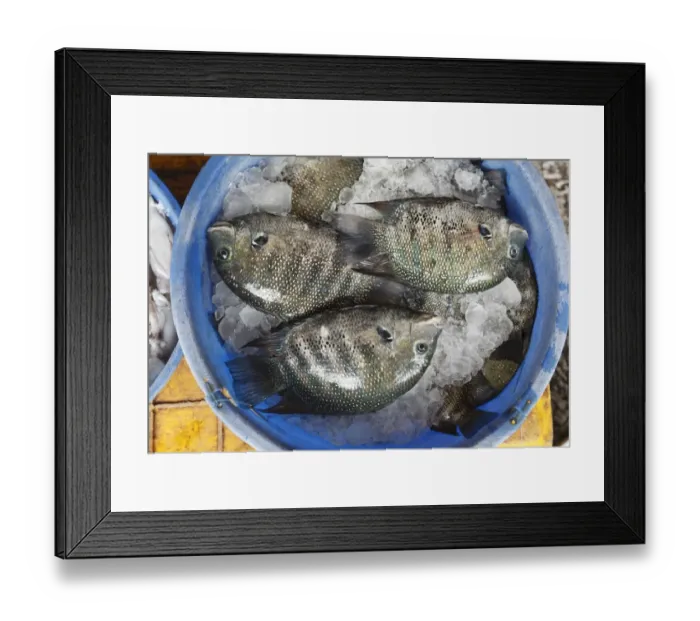 Framed Print : Fish on ice, Fish Market, Kochi, Fort Cochin, Kerala, South India, South Asia Framed Print : Fish on ice, Fish Market, Kochi, Fort Cochin, Kerala, South India, South Asia