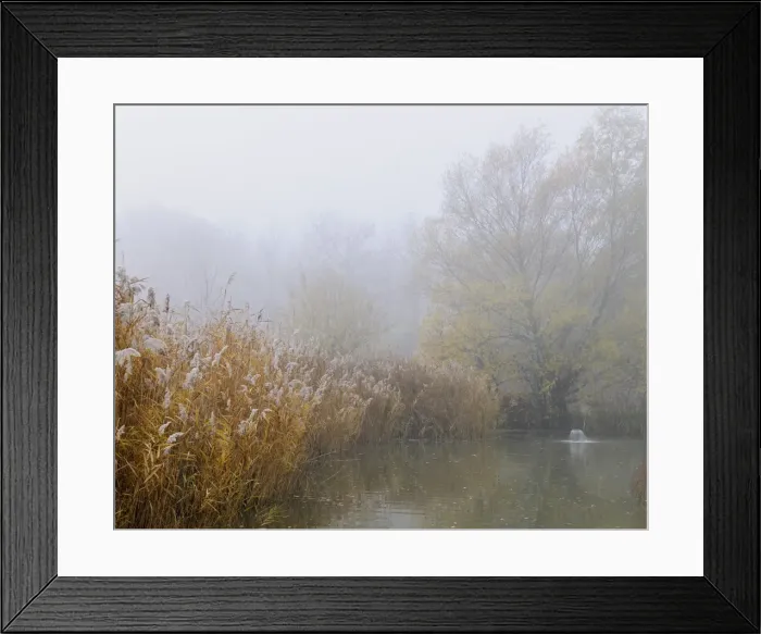 Framed Print : Landscape, fog, Schoenau fish ponds, Schoenau, Lower Austria, Austria, Europe Framed Print : Landscape, fog, Schoenau fish ponds, Schoenau, Lower Austria, Austria, Europe