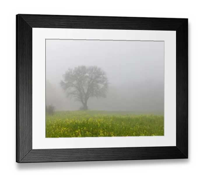 Framed Print : Bare-branched tree and rape field, fog, Schoenau, Lower Austria, Austria, Europe Framed Print : Bare-branched tree and rape field, fog, Schoenau, Lower Austria, Austria, Europe