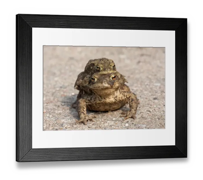 Framed Print : Toad migration, Common toads -Bufo bufo- Framed Print : Toad migration, Common toads -Bufo bufo-