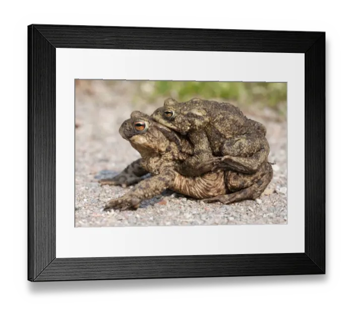 Framed Print : Toad migration, Common toads -Bufo bufo- Framed Print : Toad migration, Common toads -Bufo bufo-