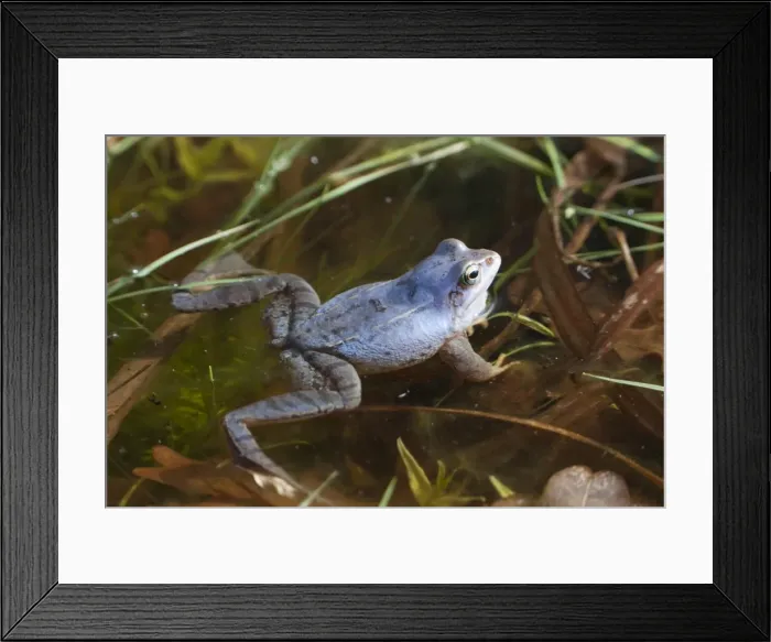 Framed Print : Moor frog -Rana arvalis- Framed Print : Moor frog -Rana arvalis-