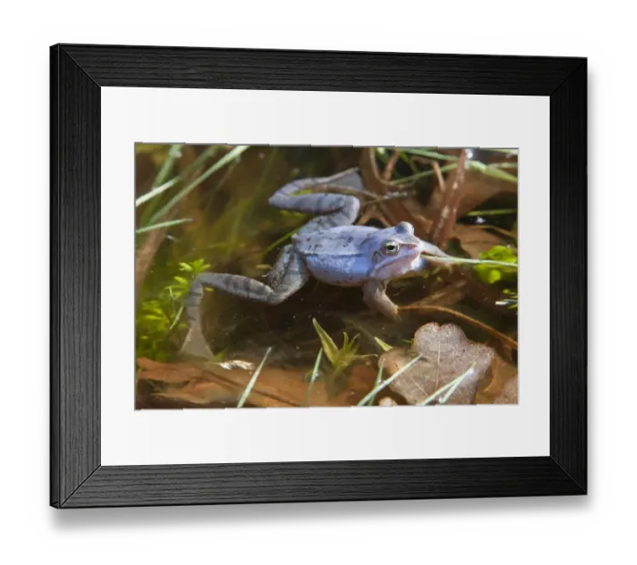 Framed Print : Moor frog -Rana arvalis- Framed Print : Moor frog -Rana arvalis-