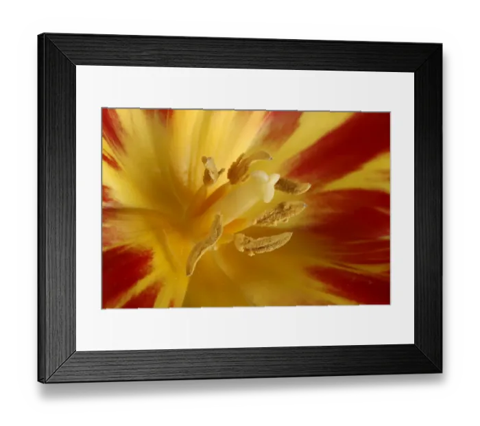Framed Print : Tulip blossom, macro Framed Print : Tulip blossom, macro