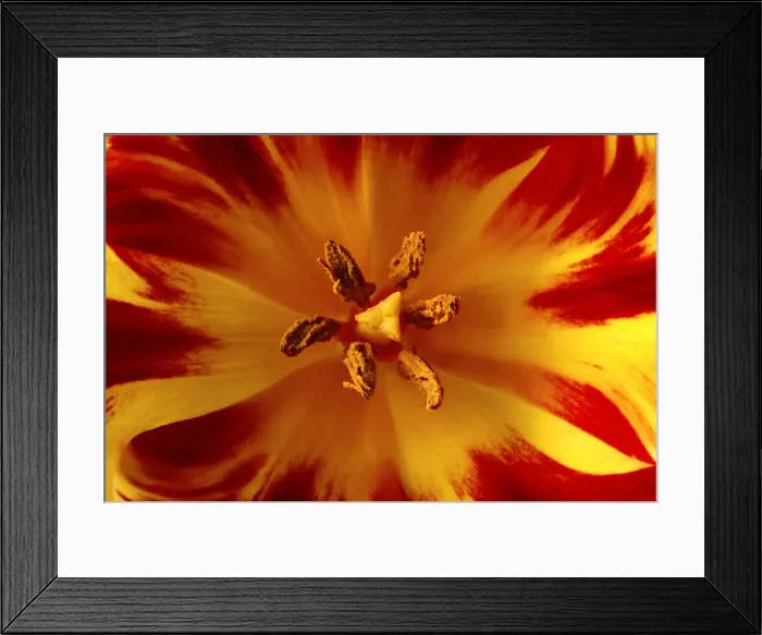 Framed Print : Blossom of a tulip, close-up Framed Print : Blossom of a tulip, close-up