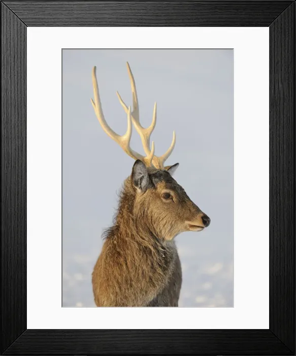 Framed Print : Fallow Deer -Dama dama-, captive, Upper Austria, Austria Europe Framed Print : Fallow Deer -Dama dama-, captive, Upper Austria, Austria Europe