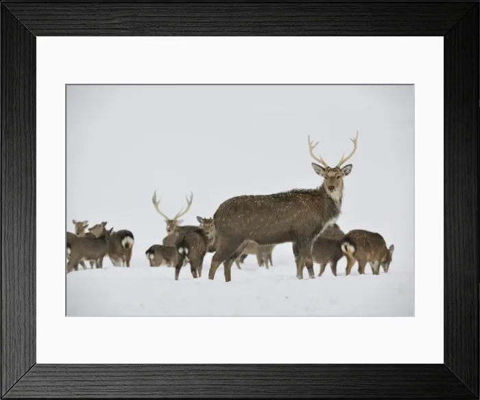Framed Print : Fallow Deer -Dama dama-, captive, Upper Austria, Austria Europe Framed Print : Fallow Deer -Dama dama-, captive, Upper Austria, Austria Europe
