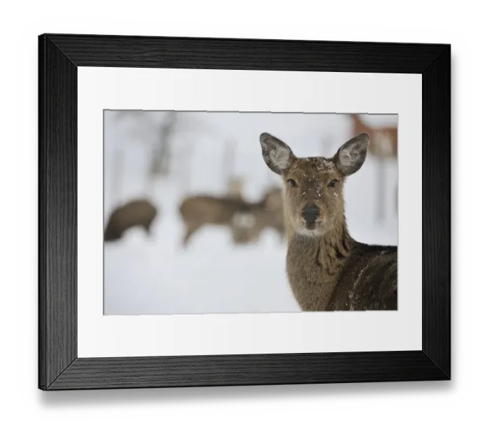 Framed Print : Fallow Deer -Dama dama-, captive, Upper Austria, Austria Europe Framed Print : Fallow Deer -Dama dama-, captive, Upper Austria, Austria Europe
