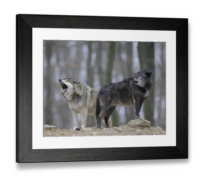 Framed Print : Mackenzie Wolf, Canadian wolf, Timber wolf -Canis lupus occidentalis-, howling Framed Print : Mackenzie Wolf, Canadian wolf, Timber wolf -Canis lupus occidentalis-, howling