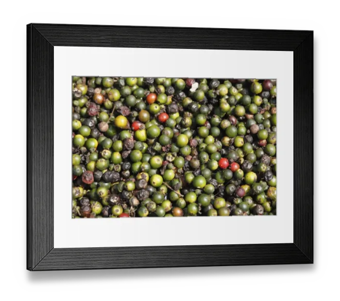 Framed Print : Peppercorns laid out to dry, Kerala, India, South Asia, Asia Framed Print : Peppercorns laid out to dry, Kerala, India, South Asia, Asia