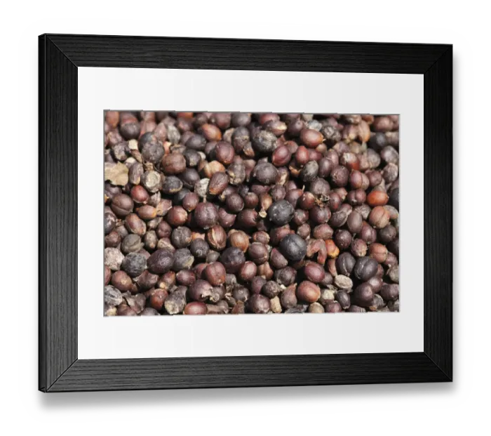 Framed Print : Coffee beans laid out to dry, Kerala, India, South Asia, Asia Framed Print : Coffee beans laid out to dry, Kerala, India, South Asia, Asia
