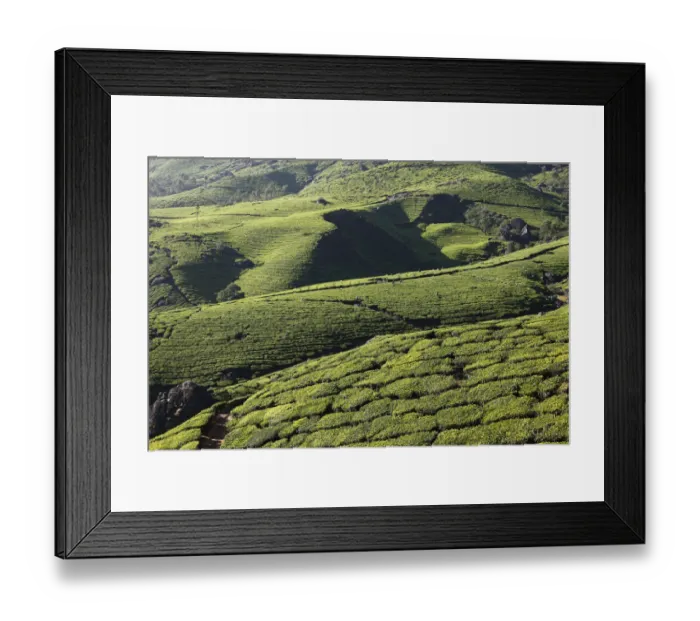 Framed Print : Tea plantations, highlands around Munnar, Western Ghats, Kerala, India, South Asia, Asia Framed Print : Tea plantations, highlands around Munnar, Western Ghats, Kerala, India, South Asia, Asia